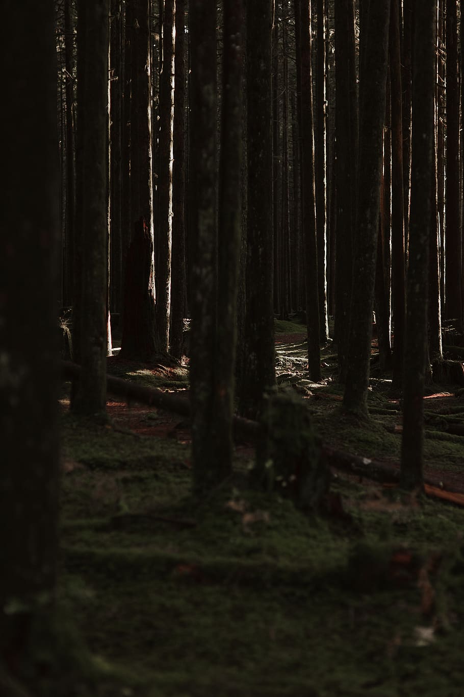 tall trees in forest during daytime, plant, tree trunk, ground HD wallpaper