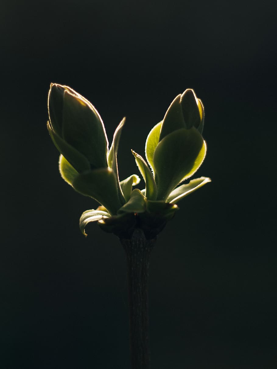 flower, plant, flowering plant, studio shot, beauty in nature HD wallpaper