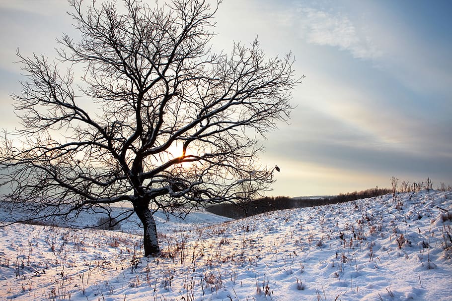 tree, winter, wintertime, outdoor, closeup, cold, snowy, natural HD wallpaper