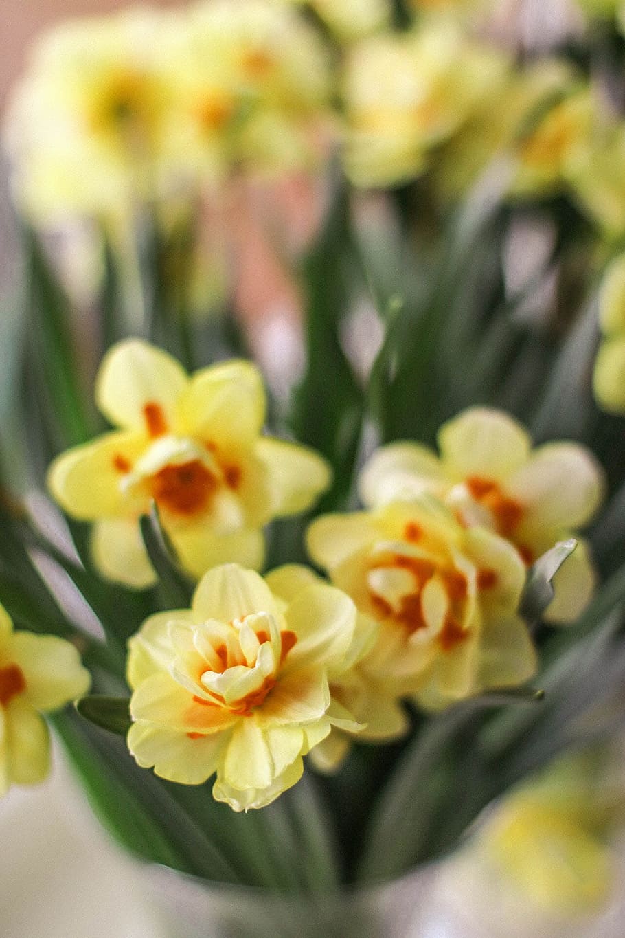 Selective Focus Photography of Yellow-and-orange Petaled Flowers HD wallpaper