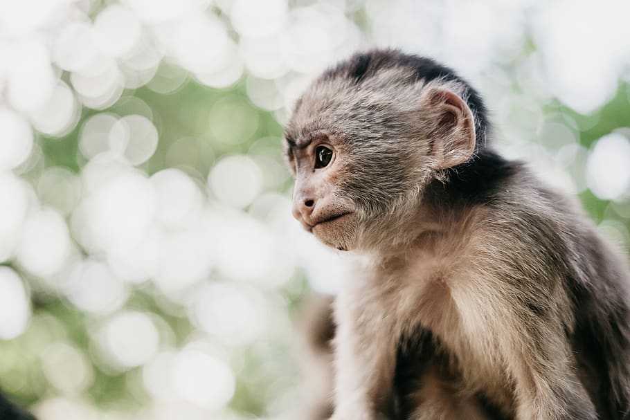 brown monkey, one animal, mammal, animal wildlife, focus on foreground HD wallpaper