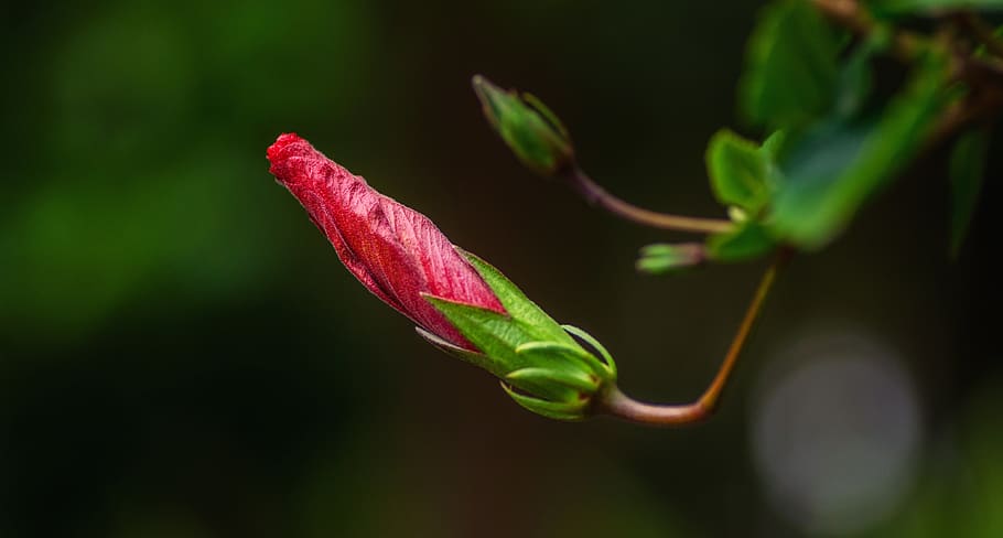 flower, bud, leaves, red, bloom, plant, blossom, nature, flora HD wallpaper