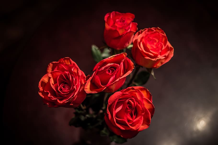 roses, red, flowers, rose - flower, beauty in nature, flowering plant HD wallpaper