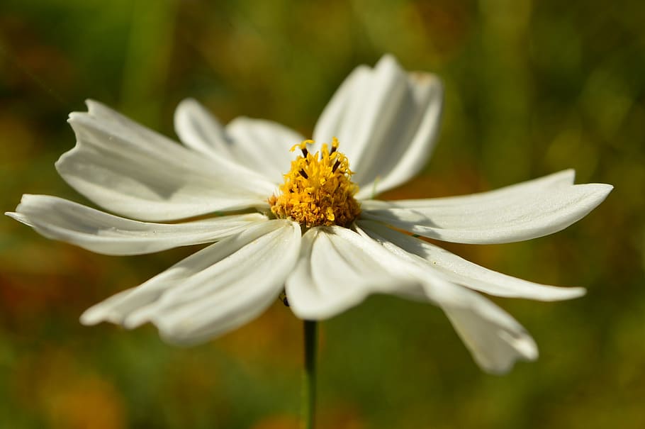 flower, white, bloom, blossom, plant, nature, blooming, petals HD wallpaper