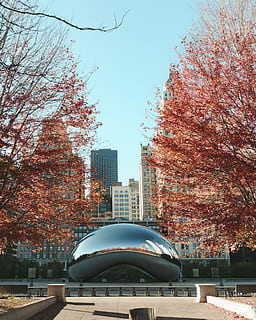 Cloud Gate, Chicago at daytime, tree, plant, maple, illinois HD wallpaper