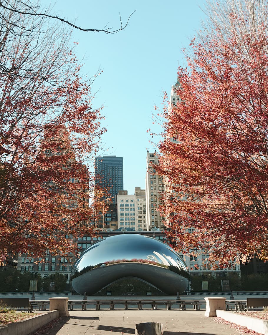 Cloud Gate, Chicago at daytime, tree, plant, maple, illinois HD wallpaper