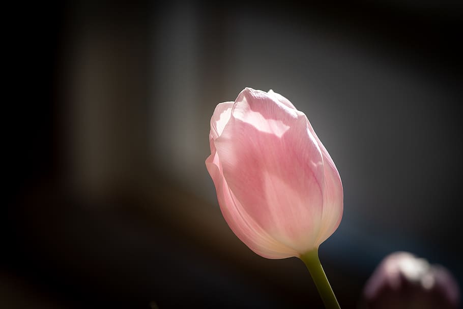 flower, tulip, blossom, bloom, pink, tulip pink, tender, beautiful HD wallpaper