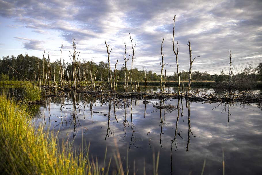 Body of Water Near Green Trees Under Cloudy Sky, clouds, dawn HD wallpaper