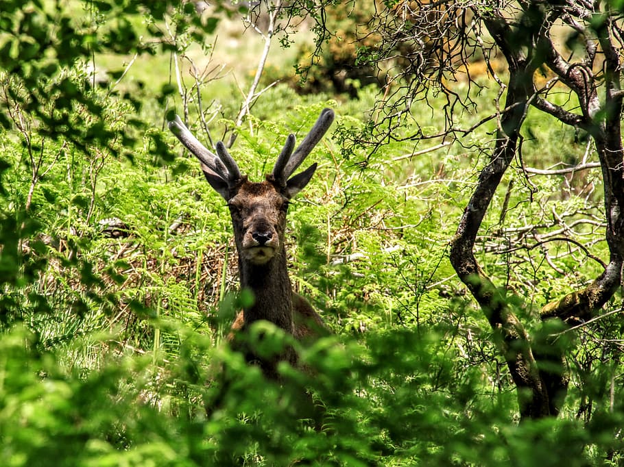 scotland, stag, deer, animal, animal themes, animal wildlife HD wallpaper