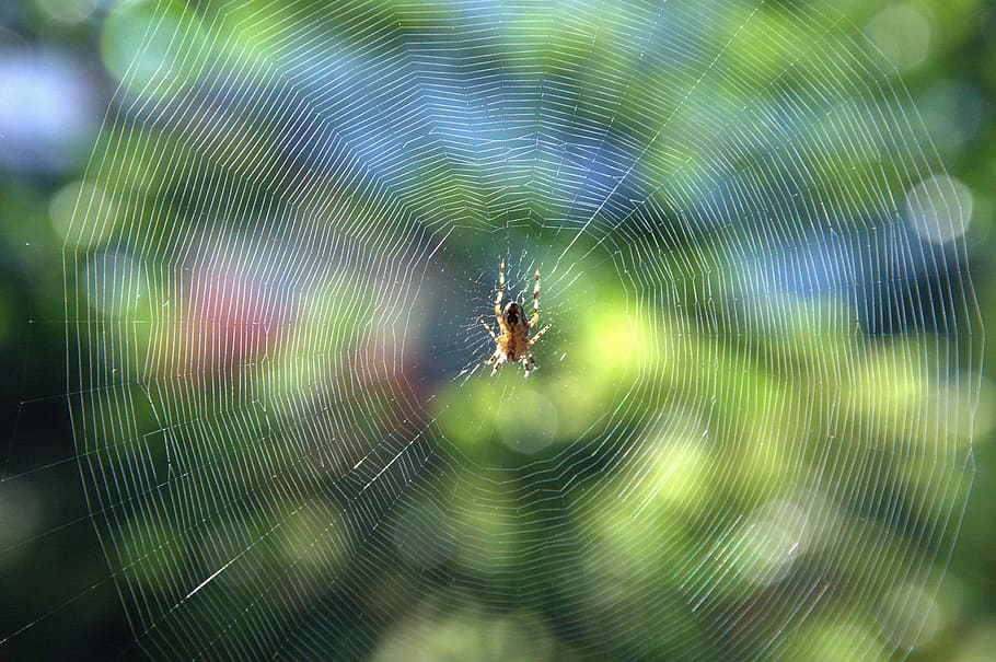 cobweb, spider, insect, summer, indian summer, autumn beginning HD wallpaper