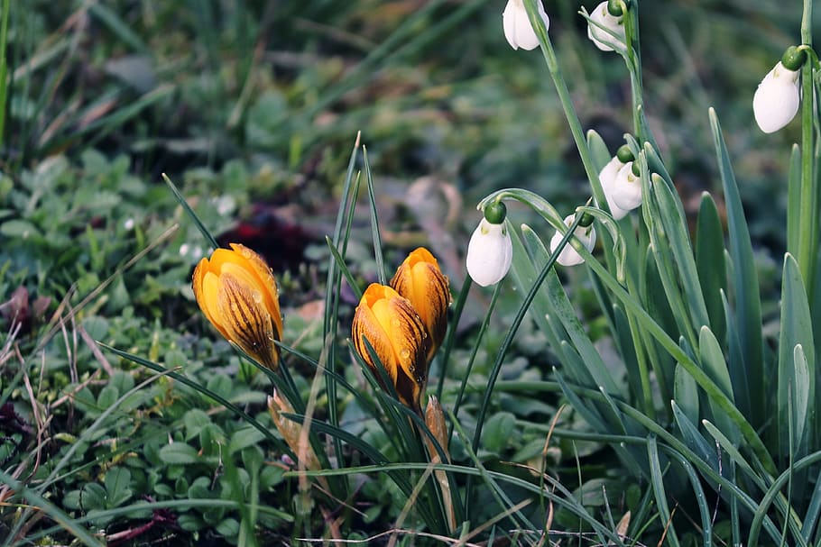 snowdrop, crocus, spring, flowers, blossom, bloom, white, plant HD wallpaper