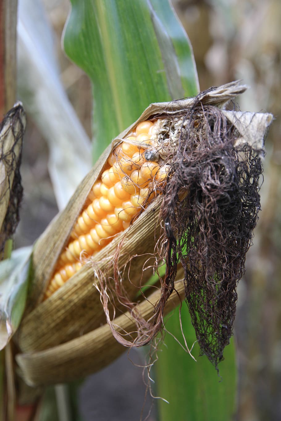 corn, agriculture, fields, cornfield, corn on the cob, food HD wallpaper