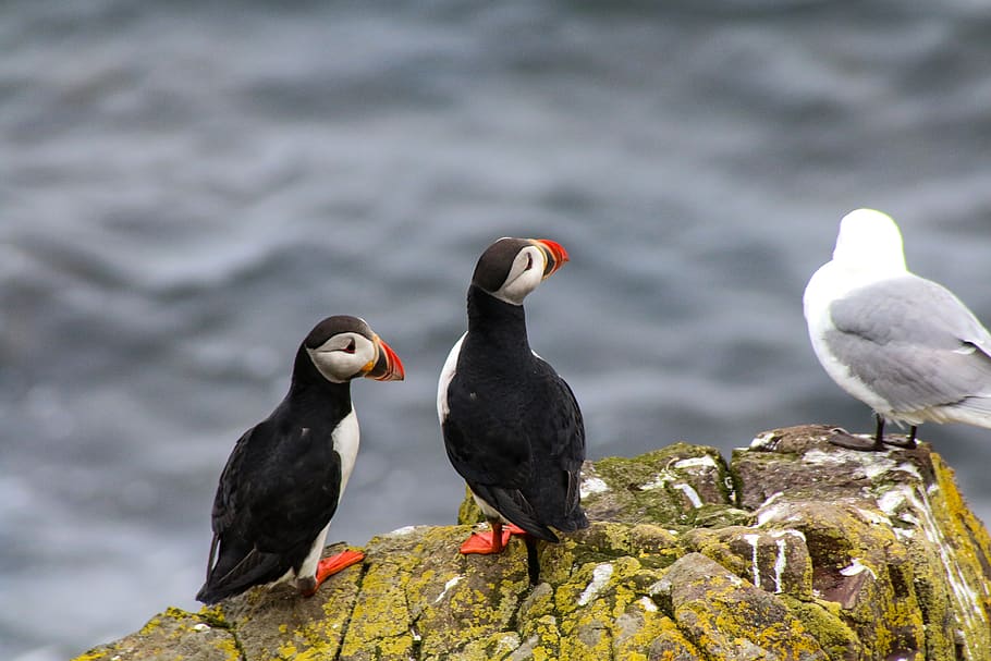 iceland, nature, bird, animal themes, animal wildlife, animals in the wild HD wallpaper