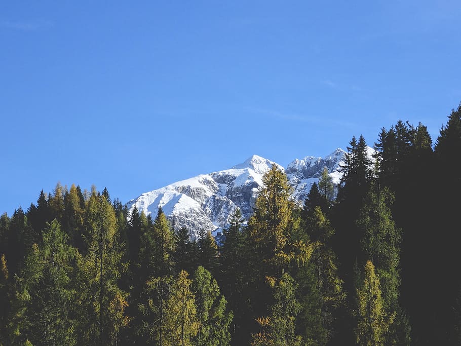 white mountains behind green trees, forest, landscape, snow, peak HD wallpaper