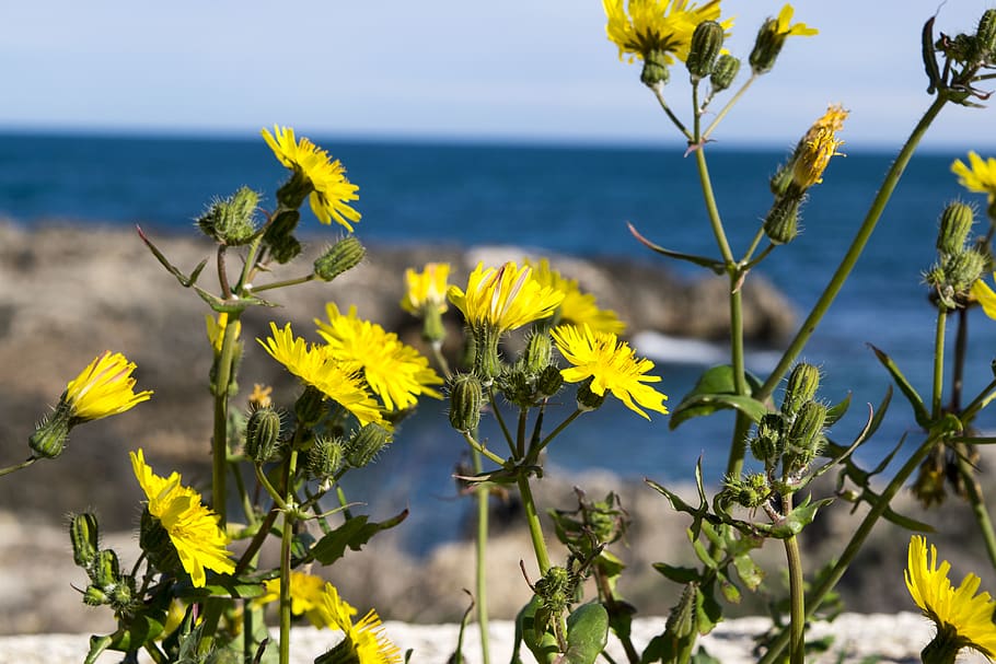 italy, fasano, plant, flowering plant, sea, yellow, water, freshness HD wallpaper