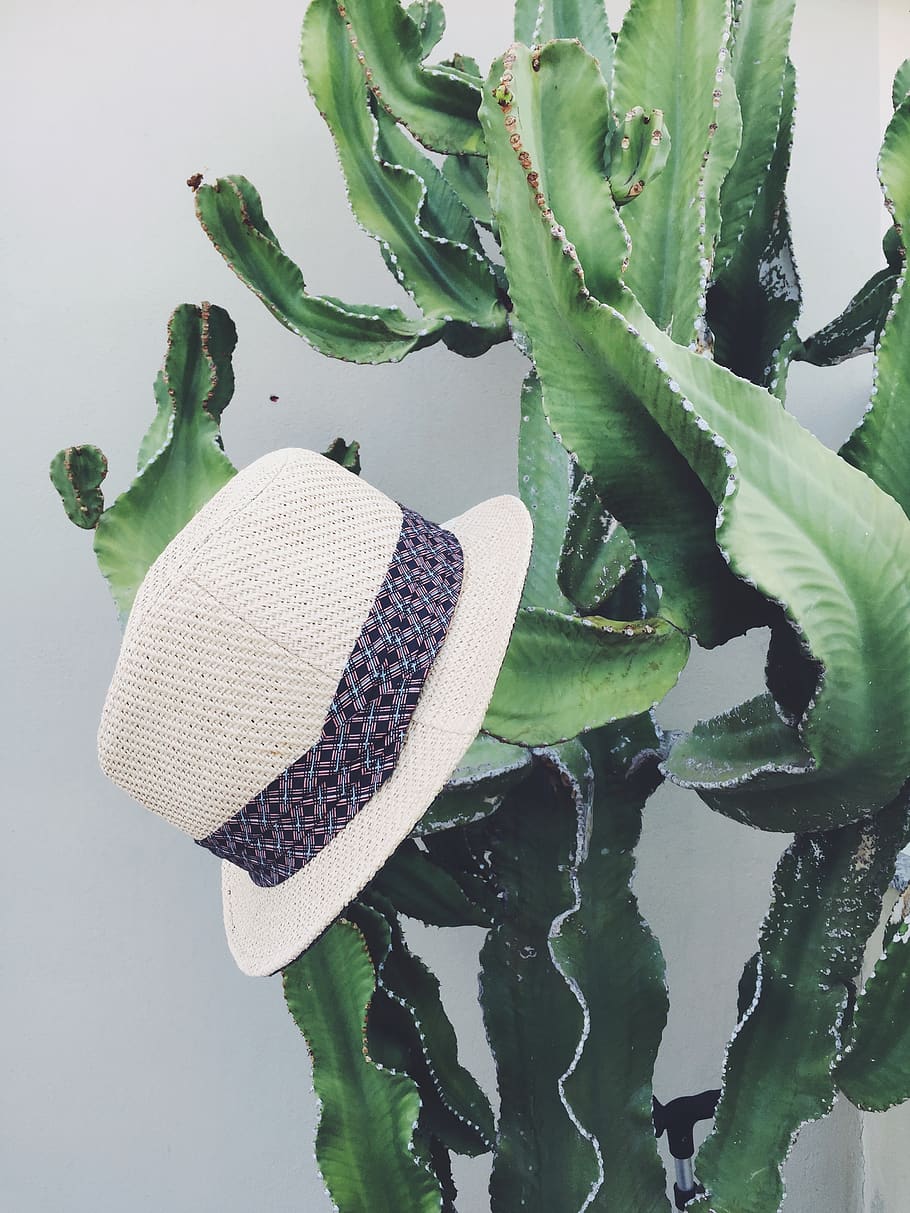 cactus, green color, leaf, plant part, growth, freshness, no people HD wallpaper