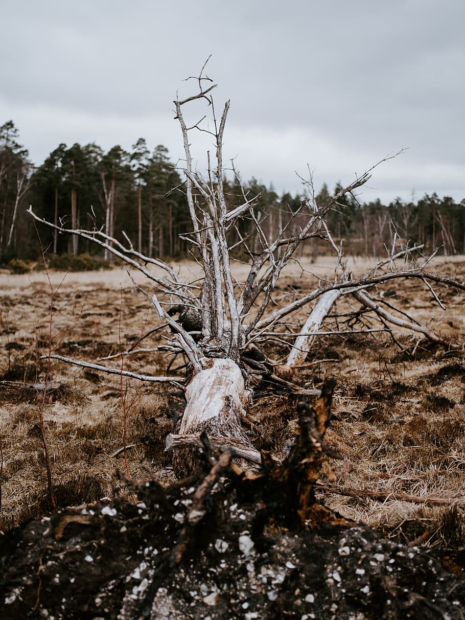 bare tree on steppe, ground, wood, plant, soil, outdoors, nature HD wallpaper