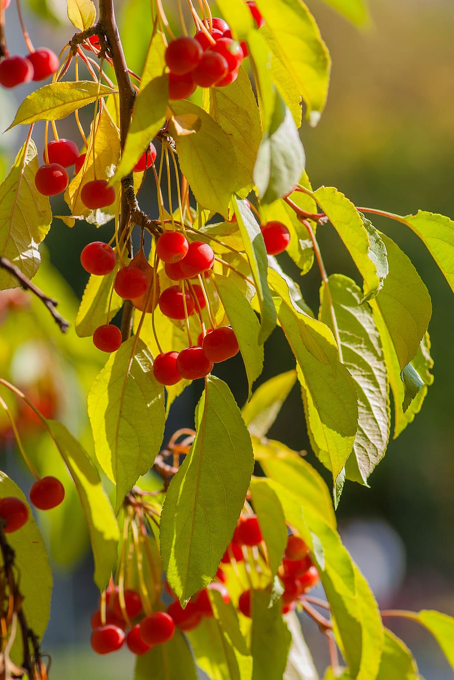 round red fruit, plant, growth, plant part, leaf, beauty in nature HD wallpaper