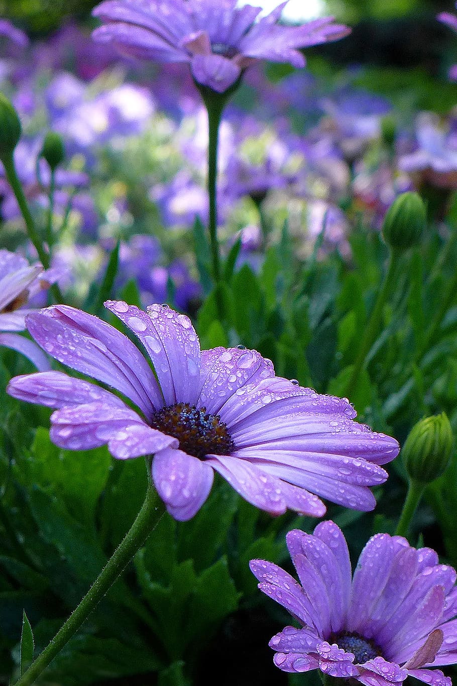 Purple African Daisies - an annual native to South Africa. Also called Blue-eyed Daisy, Cape Daisy, and Osteo., HD wallpaper