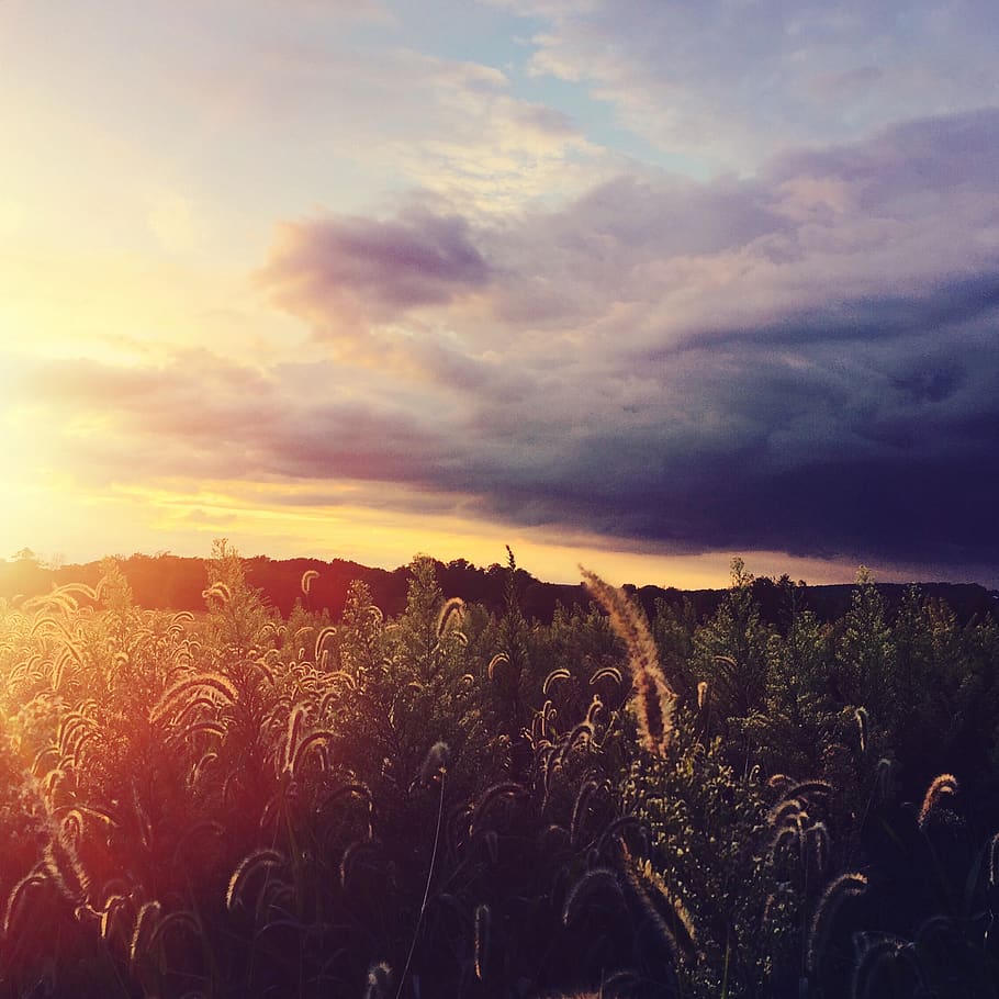 sky, cloud - sky, field, sunset, plant, beauty in nature, land HD wallpaper