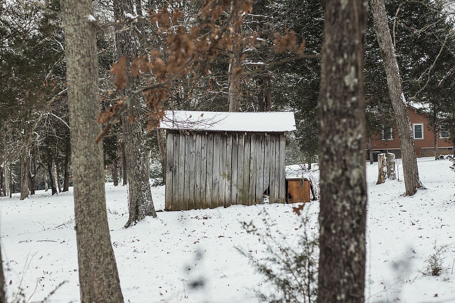 shed, shack, trees, forest, winter, snow, cold, frost, cold temperature HD wallpaper