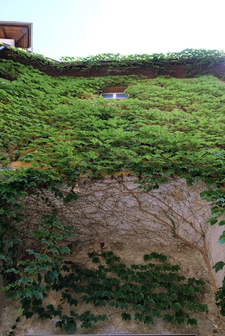 Plants, Street, Architecture, green color, growth, nature, landscape HD wallpaper