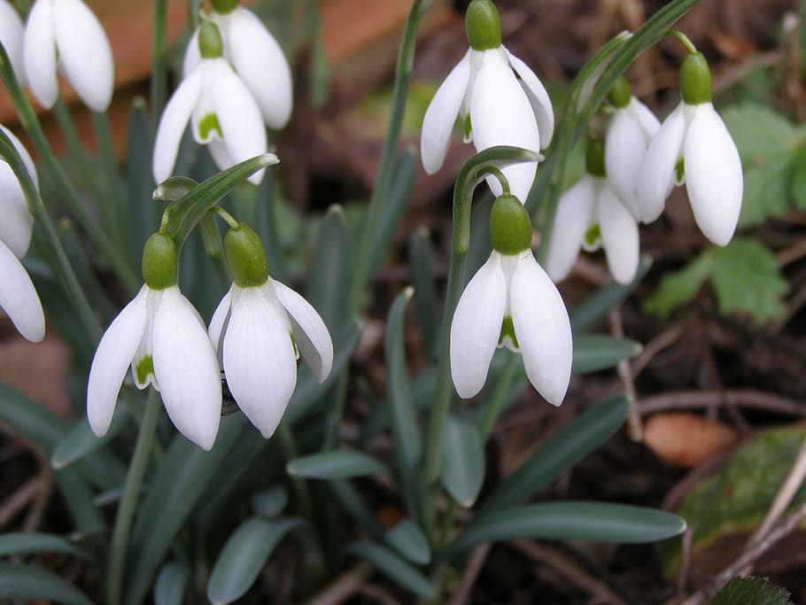 snowdrop, early bloomer, nature, season, flower, plant, leaf