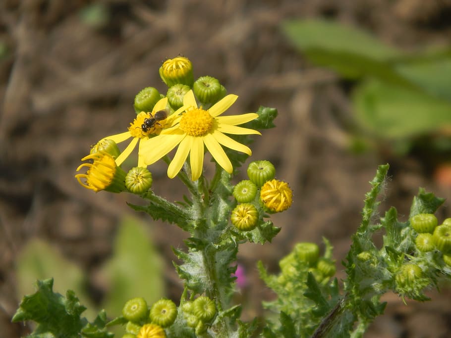flower, bee, yellow, nature, flowers, flowering plant, freshness HD wallpaper