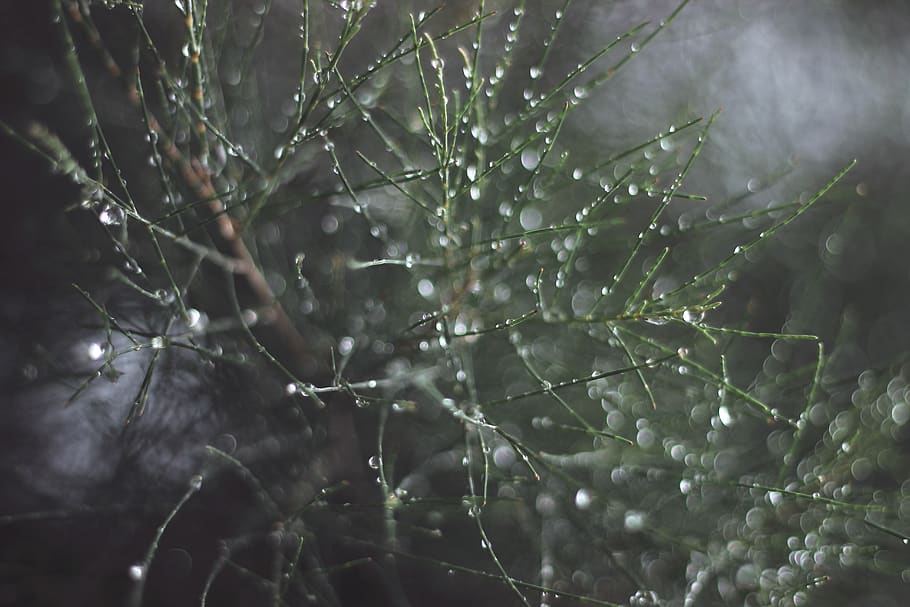 Close-up of Spider Web on Tree, blur, dew, drop, drop of water HD wallpaper
