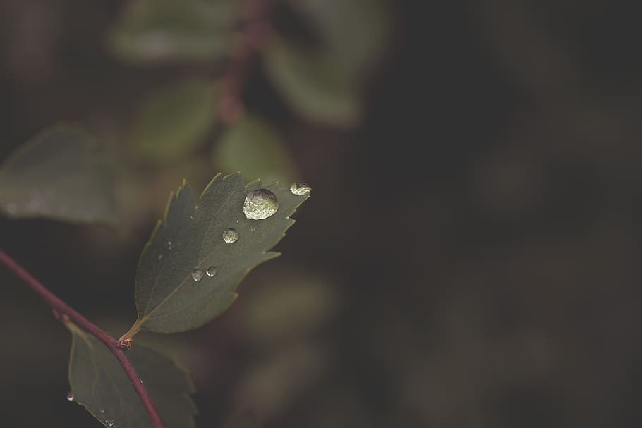 nature, leaf, rain, water, green, rosa, droplets, plant, wet HD wallpaper