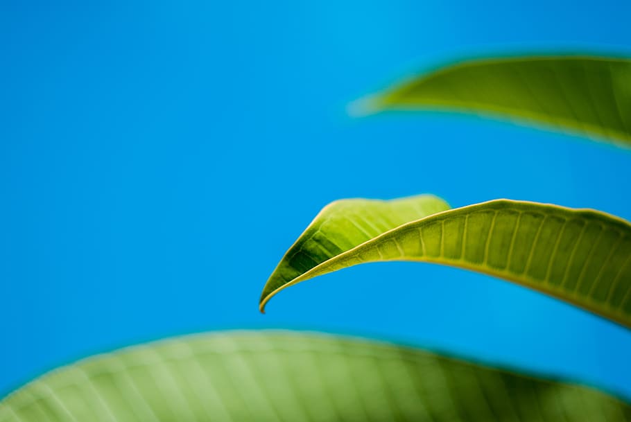 leaf, green, sky, plant, fresh, closeup, summer, nature, contrast HD wallpaper