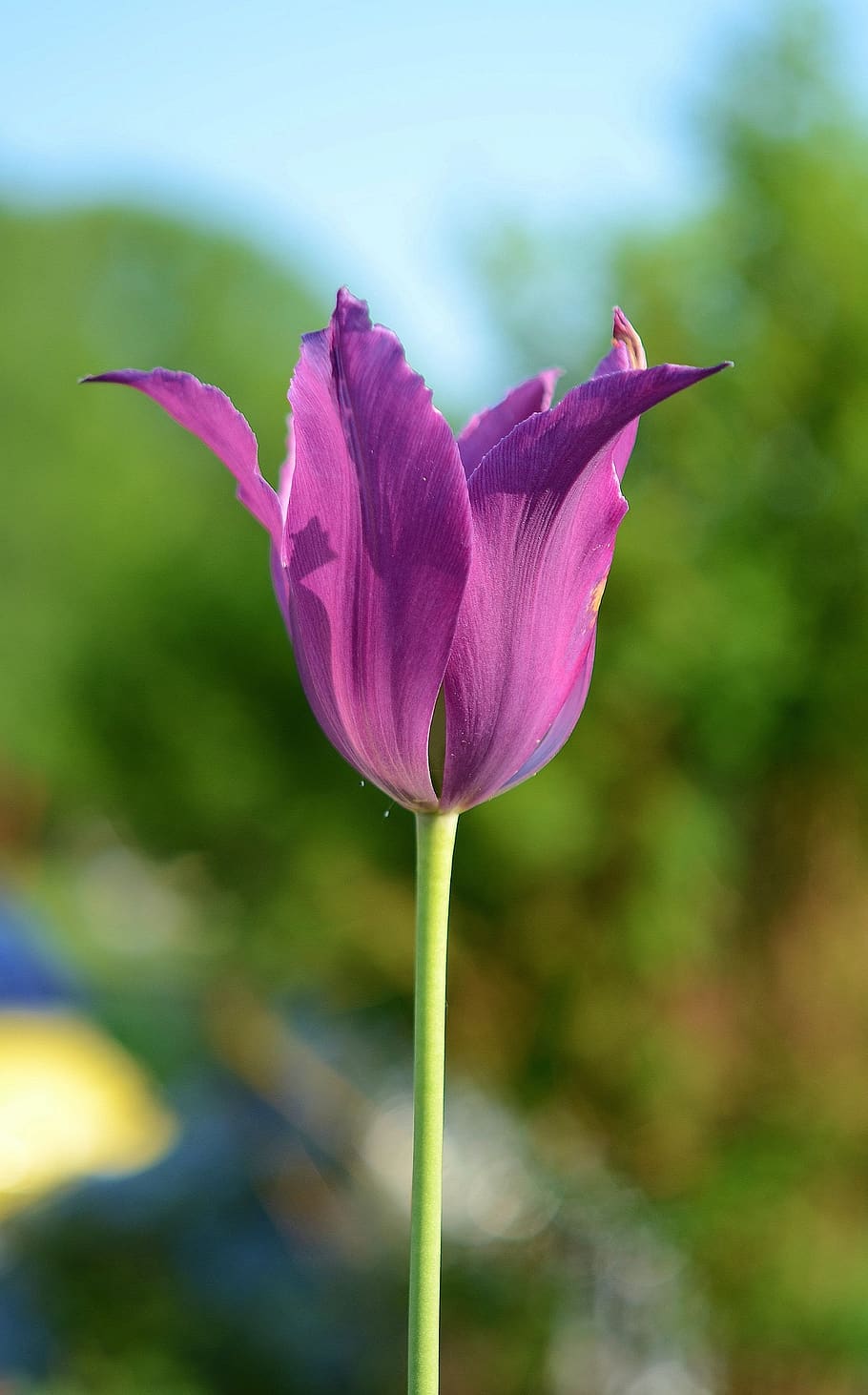Closeup Photo of Purple Petaled Flower, bloom, blossom, flora HD wallpaper