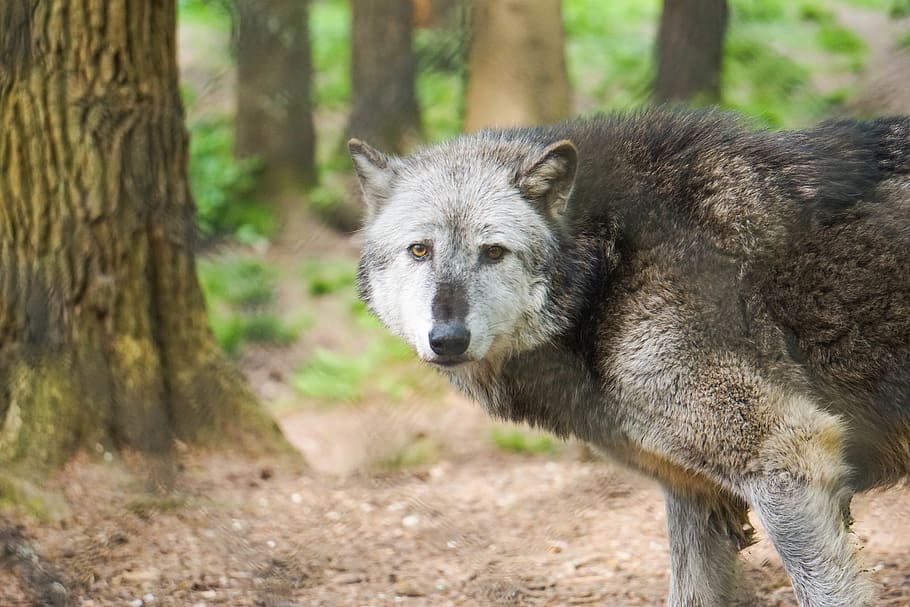 animal wildlife, mammal, one animal, animals in the wild, wolf HD wallpaper