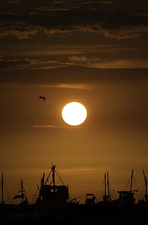sunset view, sunlight, nature, bird, animal, outdoors, sunrise HD wallpaper