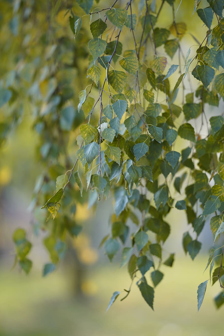 autumn, deciduous, plant, leaf, nature, outdoors, wood, tree HD wallpaper