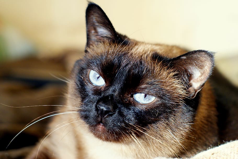 cat, animals, macro, nature, mammal, domestic, animal themes HD wallpaper