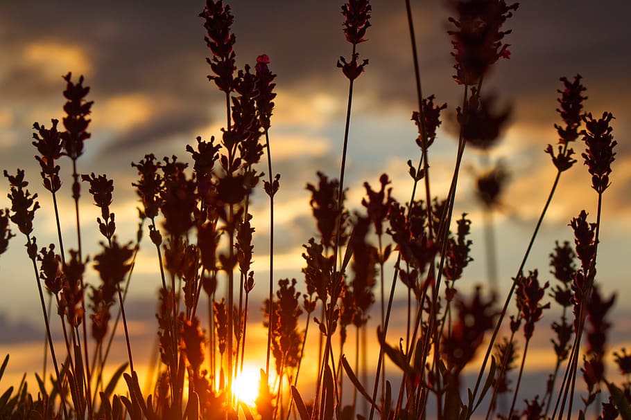 Silhouette Photo of Grass Under Gray Clouds during Golden Hour HD wallpaper