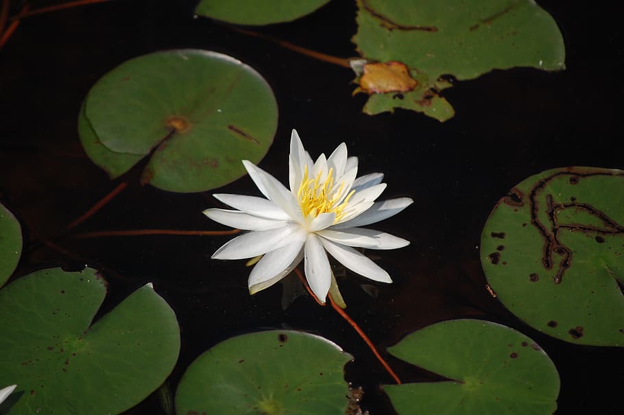 flower, waterlily, leaf, water lily, plant, plant part, flowering plant HD wallpaper