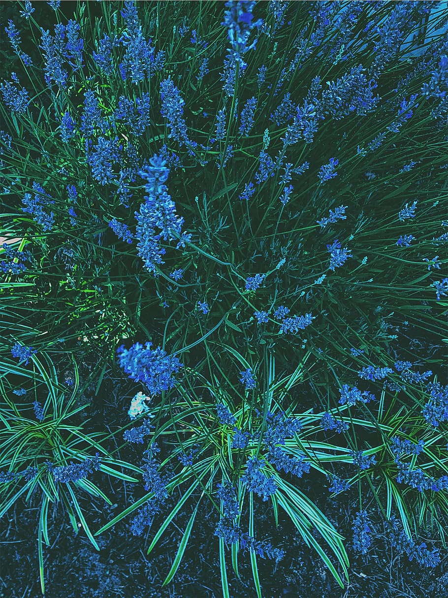 flowers, summer, full frame, backgrounds, nature, no people HD wallpaper