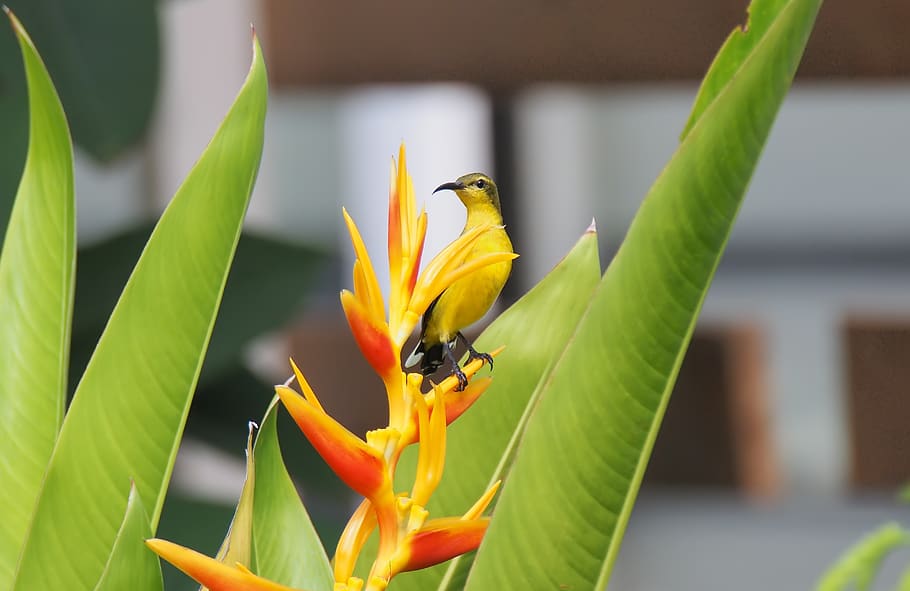 bird, female, olive, back, sunbird, wild, natural, flower, outdoor HD wallpaper