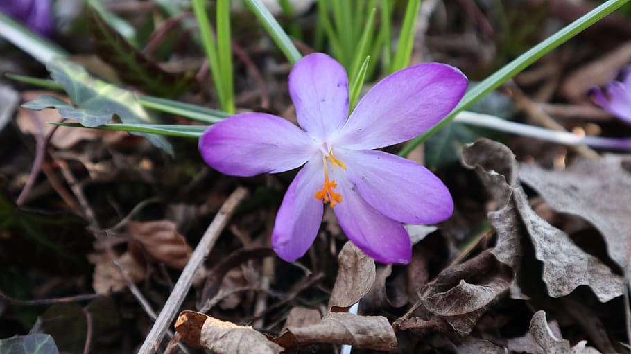 crocus, flower, spring, nature, bloom, garden, violet, flowering plant HD wallpaper