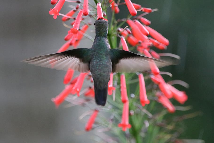 black hummingbird, animal themes, animals in the wild, animal wildlife HD wallpaper