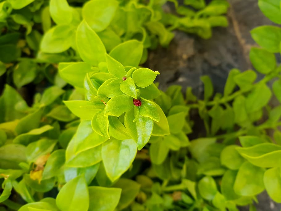 iran, tehran, tehran province, green color, growth, plant, leaf HD wallpaper