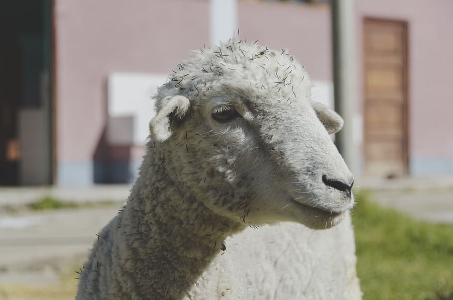 peru, ancash, livestock, domestic animals, animal themes, mammal HD wallpaper