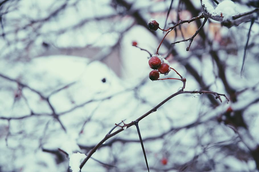 cold, snow, winter, cold winter, fruit, tree, healthy eating HD wallpaper