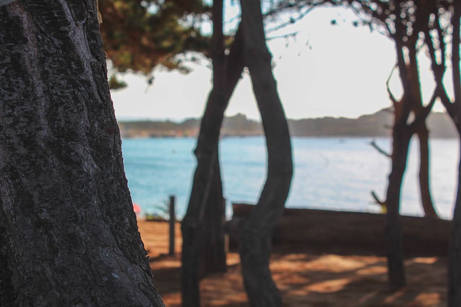 trees, beach, ocean, forest, focus, trunk, tree trunk, water HD wallpaper