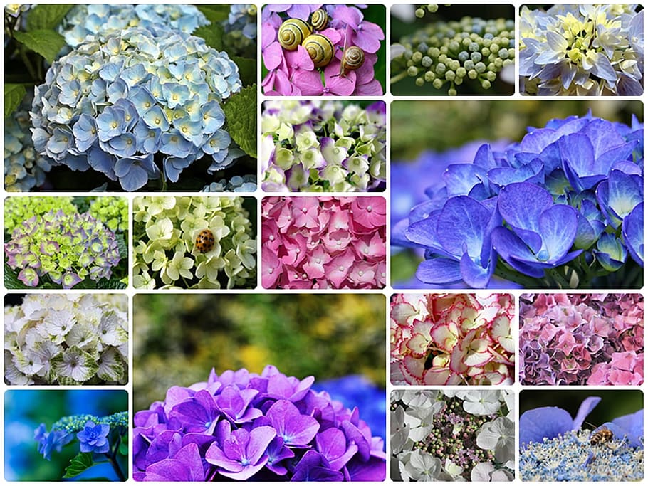 collection, hydrangea, fresh, flower, nature, fragrance, garden HD wallpaper