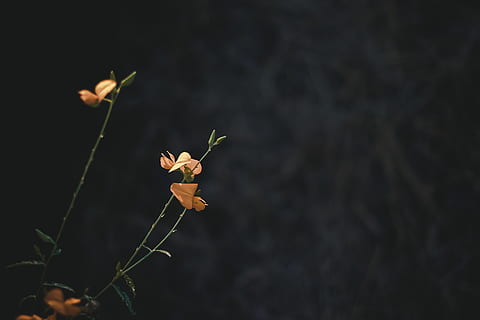 yellow flowers, leaf, plant, blossom, acanthaceae, tree, animal HD wallpaper