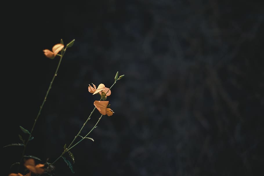 yellow flowers, leaf, plant, blossom, acanthaceae, tree, animal HD wallpaper