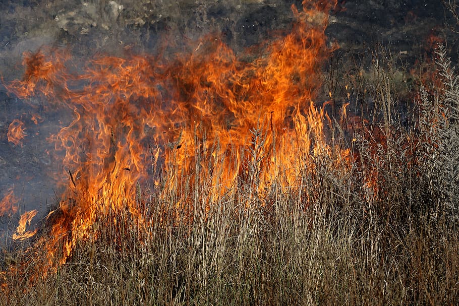 fire, vegetation, dry, flame, heat, burning, hot, fire - natural phenomenon HD wallpaper